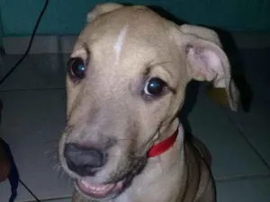 Cachorro raça Raciado com pitbull idade 2 a 6 meses nome Apollo