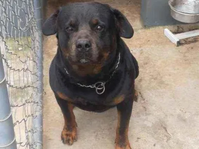 Cachorro raça Rottweiler  idade 4 anos nome Xanthus