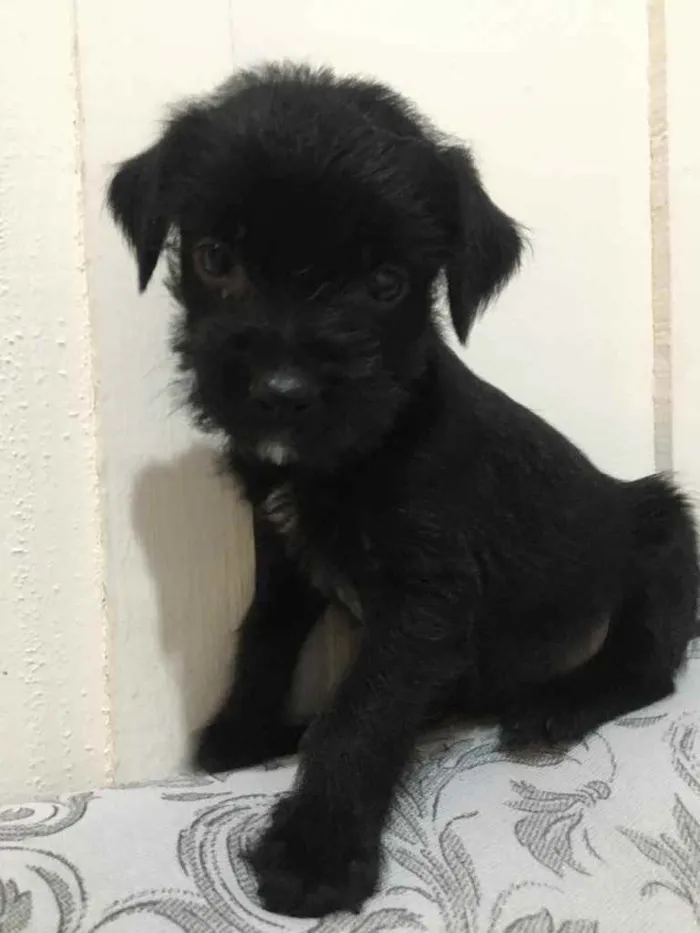 Cachorro raça Poodle com vira lata idade Abaixo de 2 meses nome Neguinha