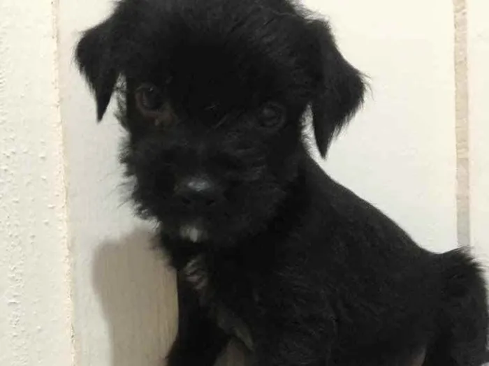 Cachorro raça Poodle com vira lata idade Abaixo de 2 meses nome Neguinha
