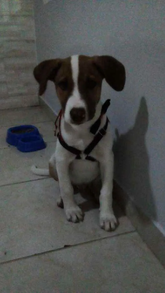 Cachorro ra a Vira lata idade 2 a 6 meses nome TOM