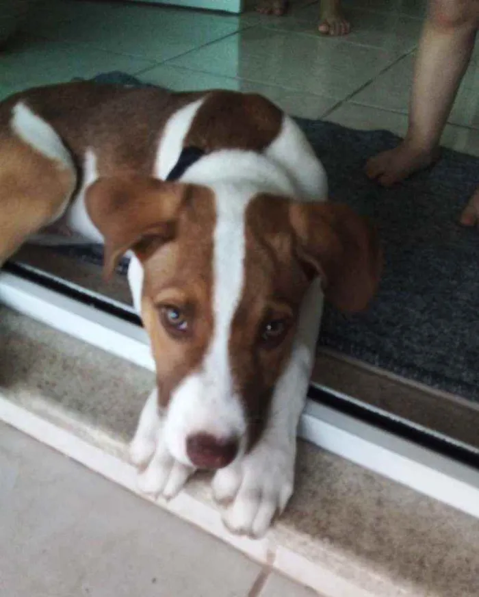 Cachorro ra a Vira lata idade 2 a 6 meses nome TOM