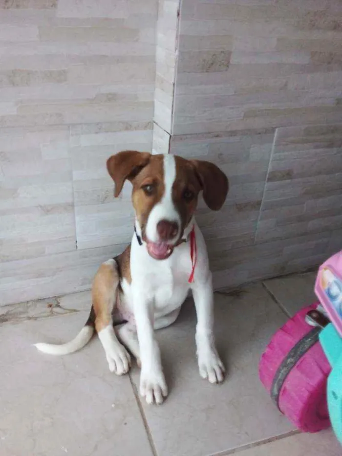 Cachorro ra a Vira lata idade 2 a 6 meses nome TOM