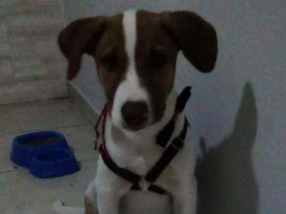 Cachorro ra a Vira lata idade 2 a 6 meses nome TOM