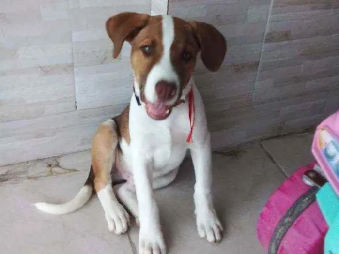 Cachorro ra a Vira lata idade 2 a 6 meses nome TOM