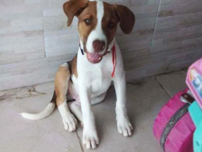 Cachorro ra a Vira lata idade 2 a 6 meses nome TOM