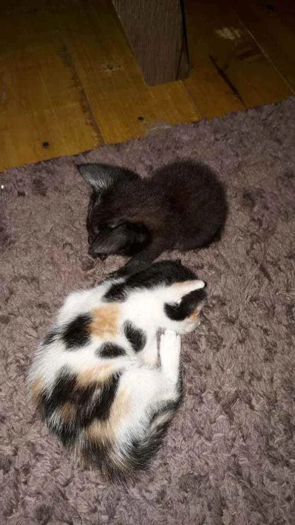 Gato ra a  idade Abaixo de 2 meses nome Duas filhotes fêmeas