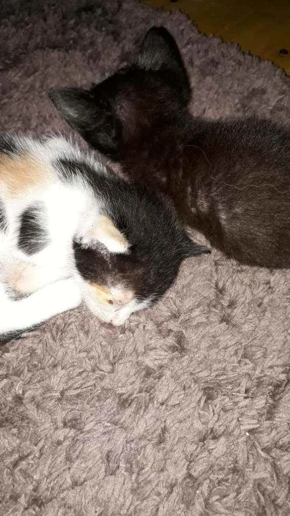 Gato ra a  idade Abaixo de 2 meses nome Duas filhotes fêmeas