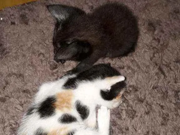 Gato ra a  idade Abaixo de 2 meses nome Duas filhotes fêmeas
