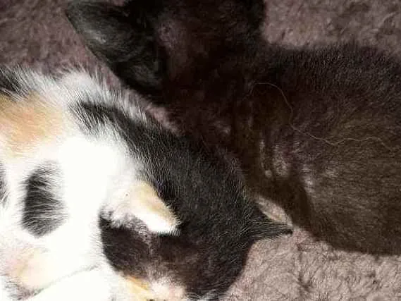 Gato ra a  idade Abaixo de 2 meses nome Duas filhotes fêmeas