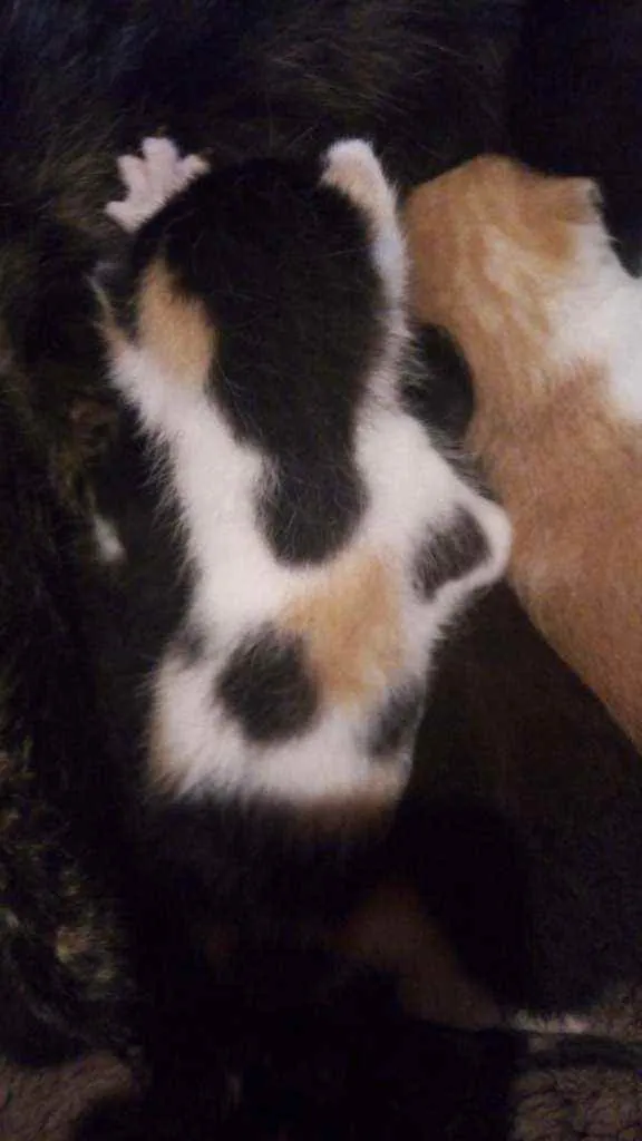 Gato ra a  idade Abaixo de 2 meses nome Duas filhotes fêmeas