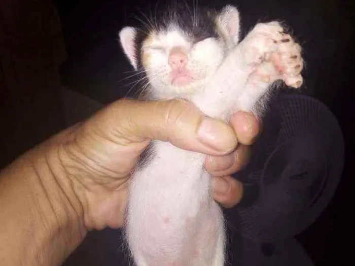 Gato ra a  idade Abaixo de 2 meses nome Duas filhotes fêmeas