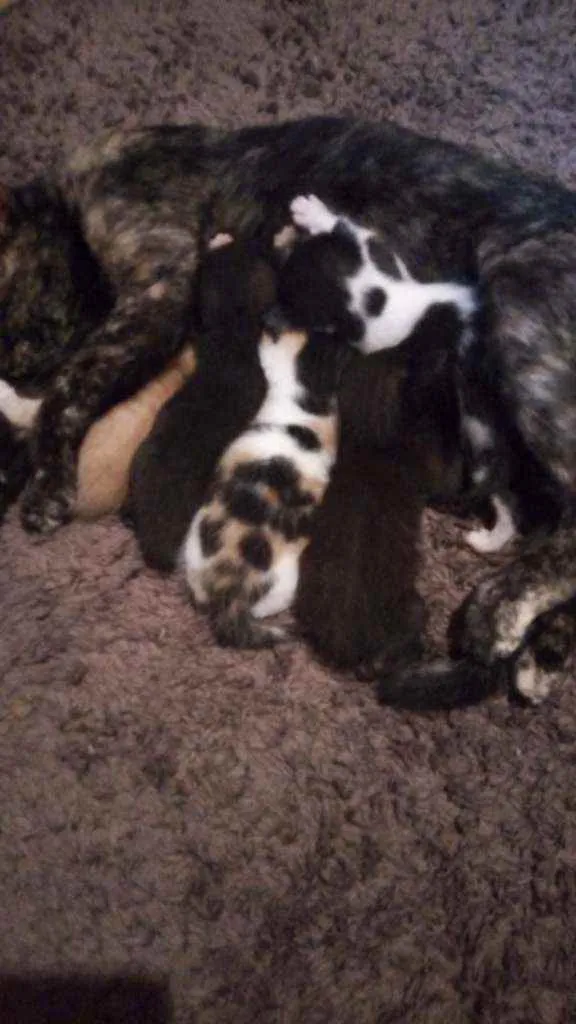 Gato ra a  idade Abaixo de 2 meses nome Duas filhotes fêmeas
