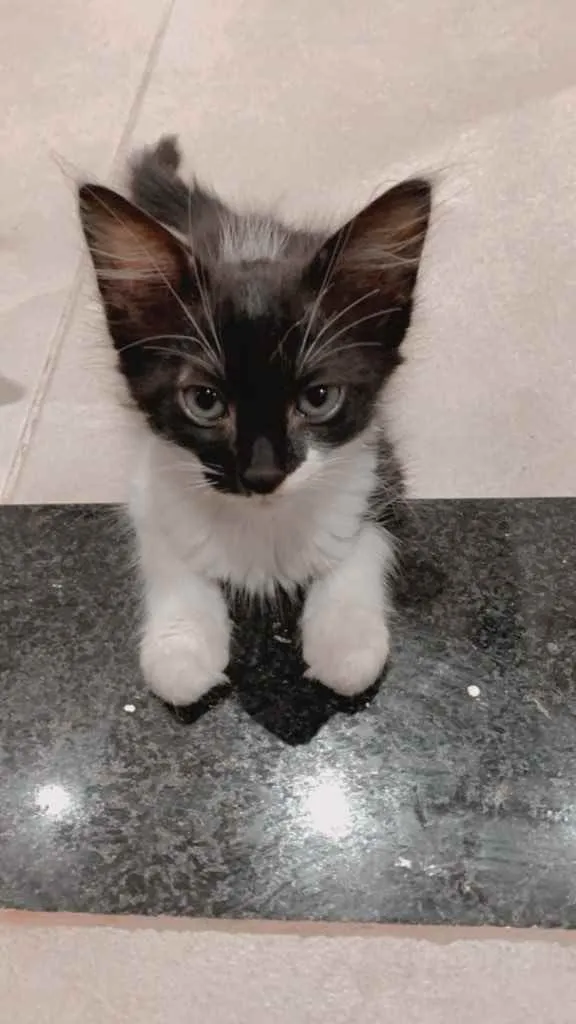 Gato ra a Sem raça  idade Abaixo de 2 meses nome Gatinhas para adoção