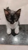 Gatinhas para adoção