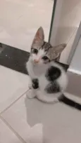 Gatinhas para adoção