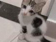 Gatinhas para adoção