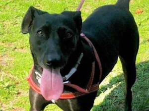 Cachorro raça SRD idade 3 anos nome Lola