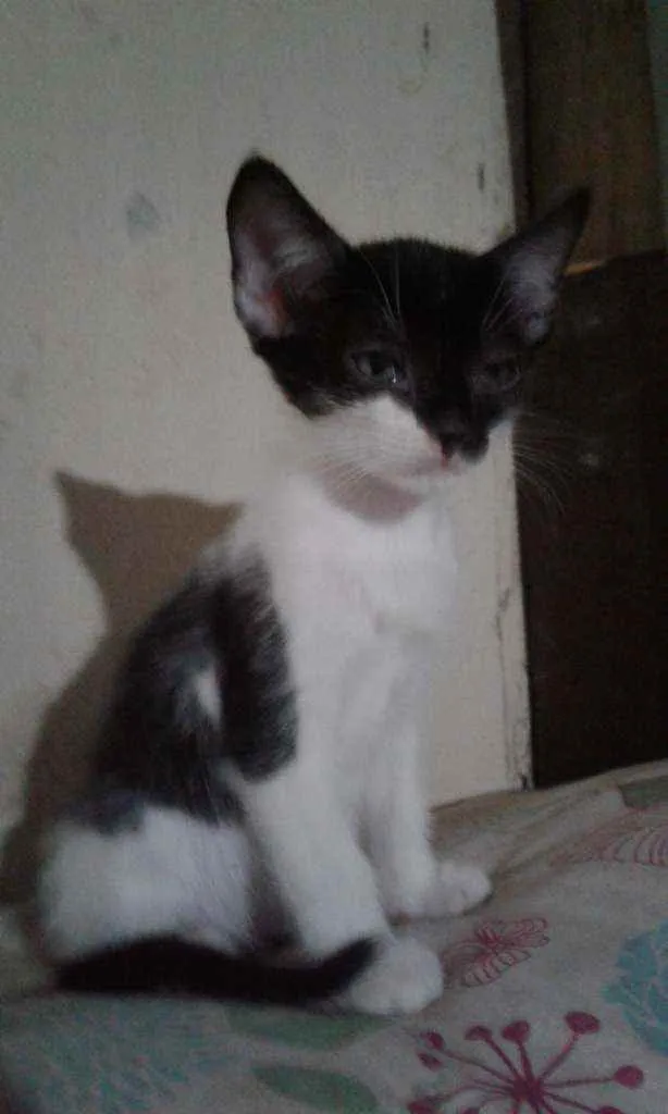 Gato raça SRD idade 2 a 6 meses nome Don