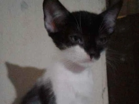 Gato raça SRD idade 2 a 6 meses nome Don