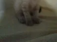 Speed