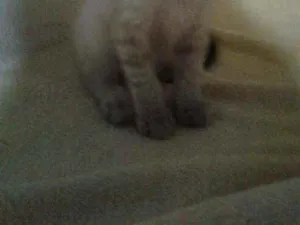 Gato raça SRD idade 2 a 6 meses nome Speed