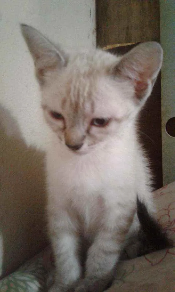 Gato raça SRD idade 2 a 6 meses nome Dudu