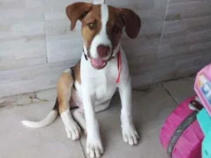 Cachorro raça Vira lata idade 2 a 6 meses nome TOM