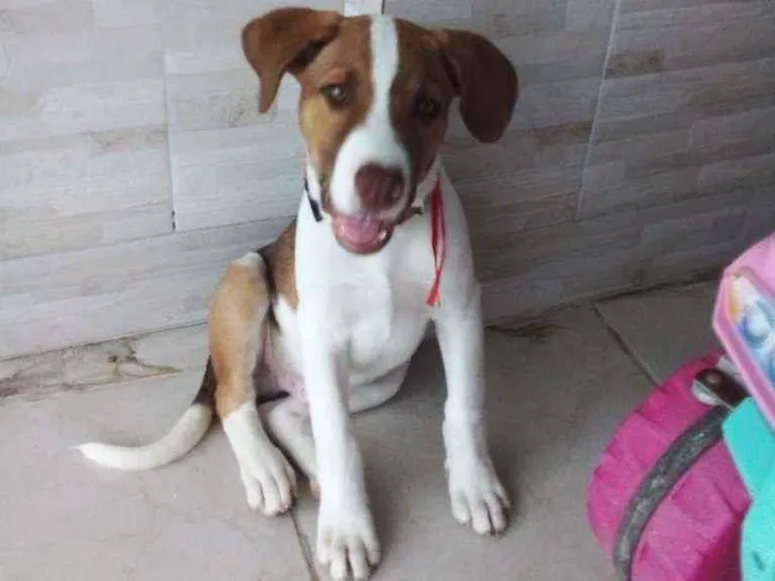 Cachorro ra a Vira lata idade 2 a 6 meses nome TOM