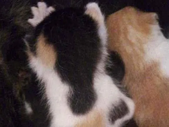Gato ra a  idade Abaixo de 2 meses nome Duas filhotes fêmeas