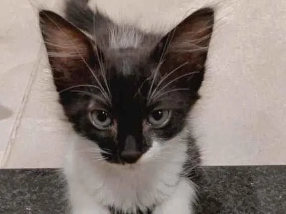 Gato ra a Sem raça  idade Abaixo de 2 meses nome Gatinhas para adoção