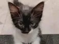 Gatinhas para adoção