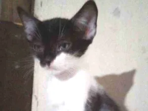 Gato raça SRD idade 2 a 6 meses nome Don