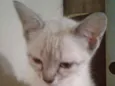 Dudu