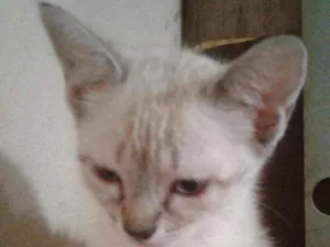 Gato raça SRD idade 2 a 6 meses nome Dudu