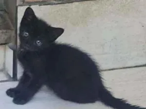 Gato raça SRD idade Abaixo de 2 meses nome Akiles