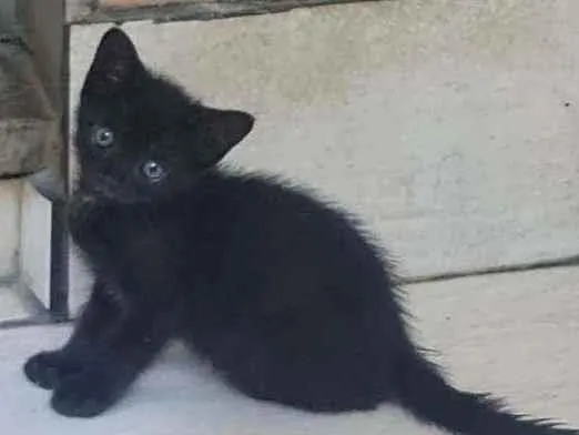 Gato raça SRD idade Abaixo de 2 meses nome Akiles