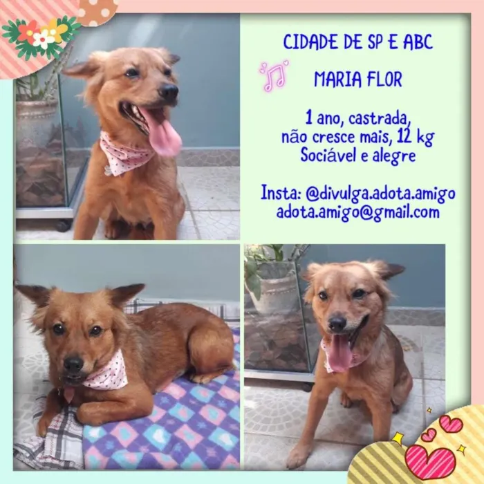 Cachorro raça  idade 1 ano nome MARIA FLOR