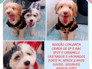 Cachorro raça  idade 2 anos nome CARAMELO E SPOT