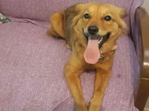 Cachorro raça  idade 1 ano nome MARIA FLOR