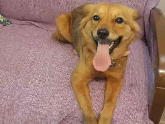 Cachorro raça  idade 1 ano nome MARIA FLOR