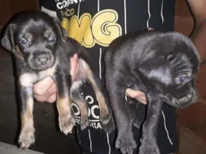 Cachorro raça desconhecida  idade Abaixo de 2 meses nome filhotinhos