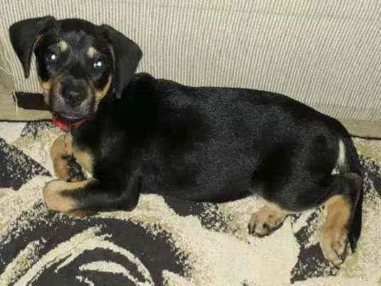 Cachorro raça SRD idade 2 a 6 meses nome Margôt