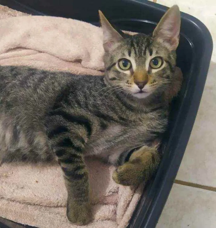 Gato ra a Sem raça definida idade 2 a 6 meses nome Monkey