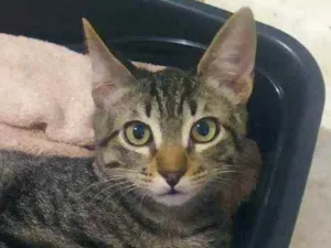 Gato raça Sem raça definida idade 2 a 6 meses nome Monkey