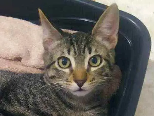 Gato ra a Sem raça definida idade 2 a 6 meses nome Monkey