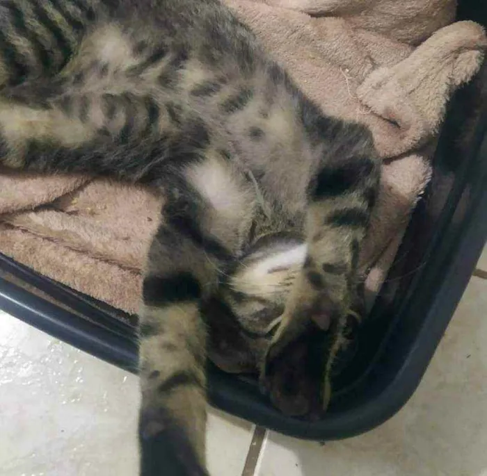 Gato ra a Sem raça definida idade 2 a 6 meses nome Monkey