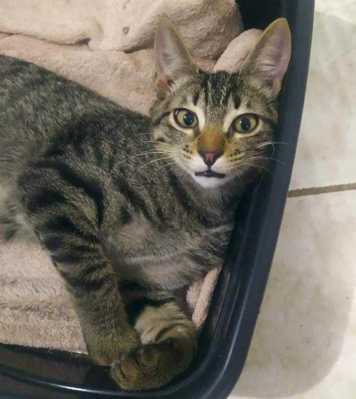 Gato ra a Sem raça definida idade 2 a 6 meses nome Monkey