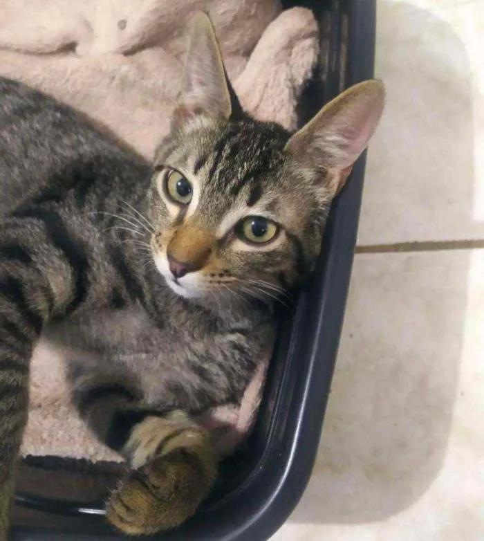 Gato ra a Sem raça definida idade 2 a 6 meses nome Monkey