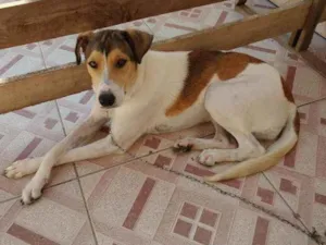 Cachorro raça Missigenado idade 1 ano nome Safira